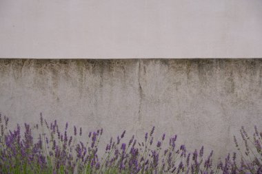 Yıpranmış beton arka planda lavanta. Uzayı kopyala Seçici odak.
