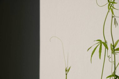 Ev güneş ışığında tutku çiçekleri eker. Sert gölgeler. Boşluğu kopyala.