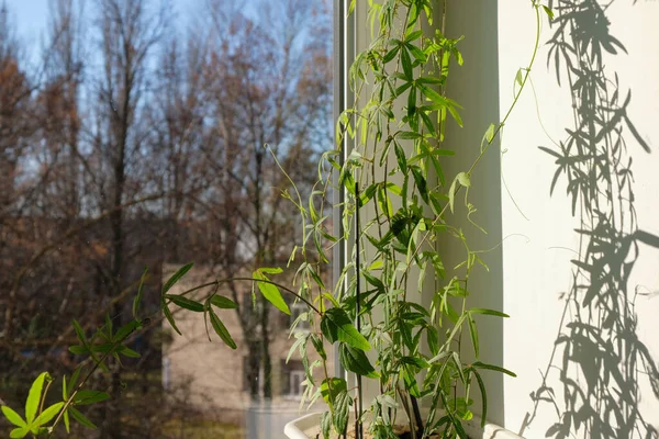 Grüne Stängel Subtropischer Passionsblumen Auf Der Heimischen Fensterbank Winter — Stockfoto