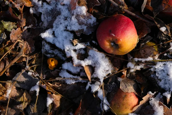 Mere Putrezite Într Groapă Compost Din Grădină Mere Zăpadă Însorită — Fotografie, imagine de stoc