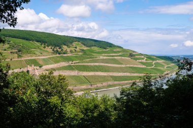 Rheingau şarap bölgesinin üzüm bağları Ren tepelerinde Rudesheim ve Ehrenfels Kalesi harabeleri yakınlarında..