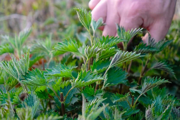 Genç orman ısırganı. Adamın eli yemek için yaprak topluyor..