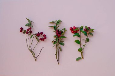 Soluk pembe arka planda kırmızı yenilebilir meyveli yaban mersini dalları. Üst görünüm.