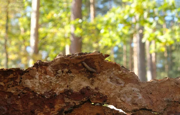 松树树皮的内部 树皮上有蜗牛 背景模糊不清 阳光灿烂的日子 生态与自然概念 — 图库照片