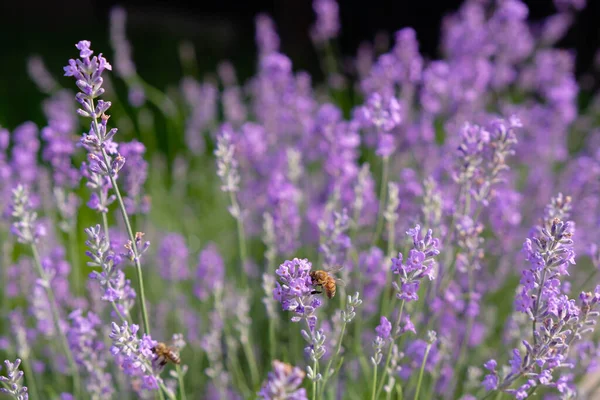 Пчелы Среди Лавандовых Цветов Лаванда Цветок Меда — стоковое фото