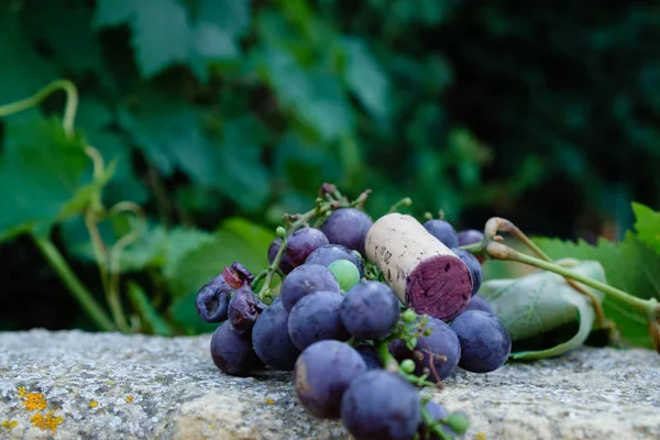 Cortiça Vinho Tinto Com Data 2019 Fundo Uvas Roxas — Fotografia de Stock