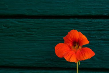 Ahşap, turkuaz renkli arka planda parlak turuncu bir nasturtiyum. Boşluğu kopyala.