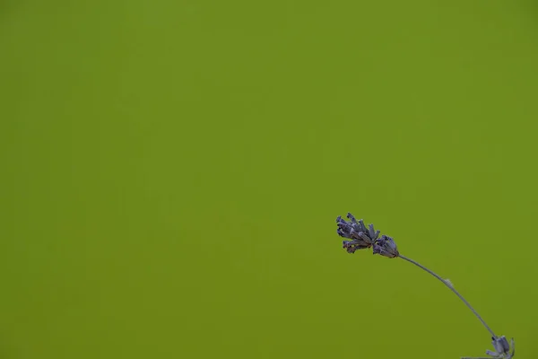 ライムグリーンの背景に乾燥ラベンダーの1本の茎 スペースのコピー — ストック写真