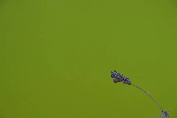 Tallo Lavanda Seca Sobre Fondo Color Verde Lima Copiar Espacio — Foto de Stock