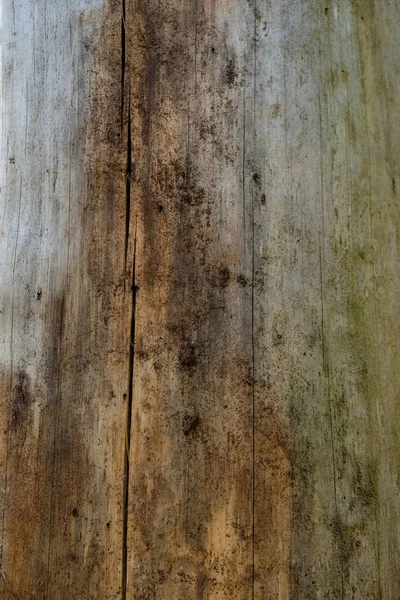 Árbol Fue Destruido Por Escarabajos Corteza Árbol Enfermo Sin Corteza — Foto de Stock