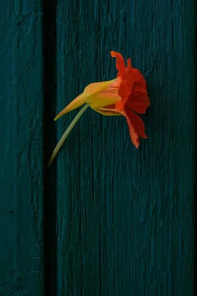 Silueta Nasturtium Naranja Brillante Sobre Fondo Color Turquesa Envejecido Madera — Foto de Stock