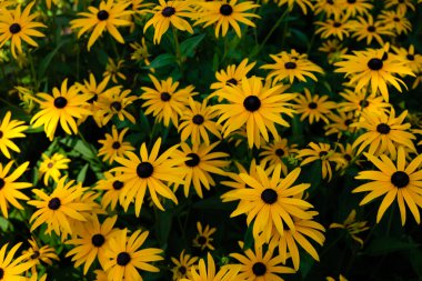 Rudbeckia çiçekleri çiçek açmış. Almanya 'nın Bad Kreuznach kenti. Seçici odak.