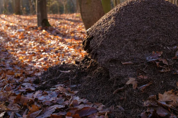 冬の森で大規模な蟻塚を破壊した 葉の上の霜 晴れた寒い日 冬眠する昆虫 — ストック写真