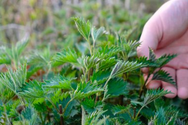 Genç orman ısırganı. Adam yaprak topluyor. Şifalı bitkiler hasat ediliyor..