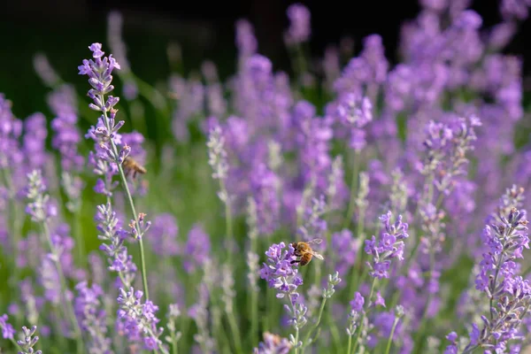 Honey Flower Lavender Bees Lavender Flowers — стоковое фото