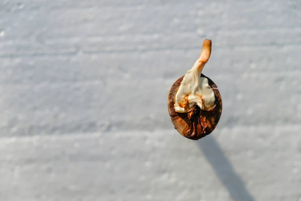 Sprout Van Een Jonge Walnoot Grijze Achtergrond Zonlicht Bovenaanzicht Kopieerruimte — Stockfoto