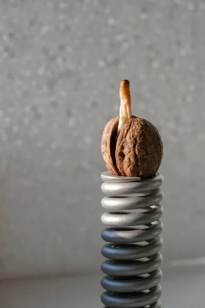 Walnut Sprout Cracked Shell Reaches Sun Sprouted Walnut Metal Spring — Stock Photo, Image