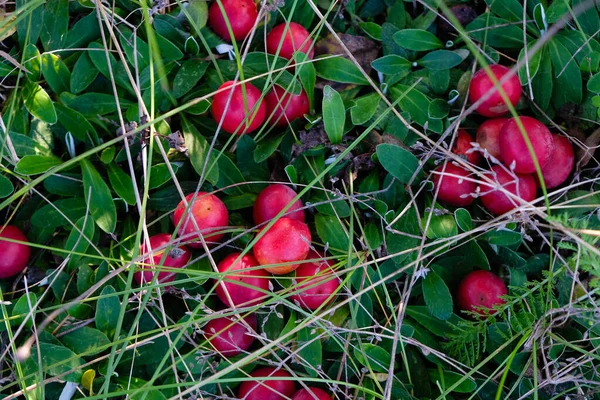 Cherry Plums Cerise Color Green Grass Background — стоковое фото