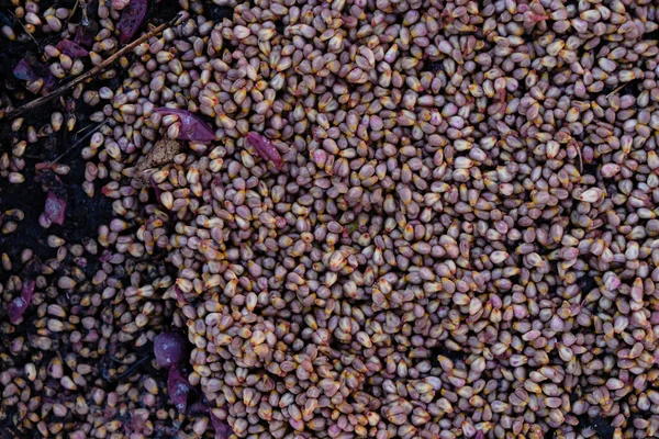 Grape Seed Background Waste Product Winemaking Process — Fotografia de Stock