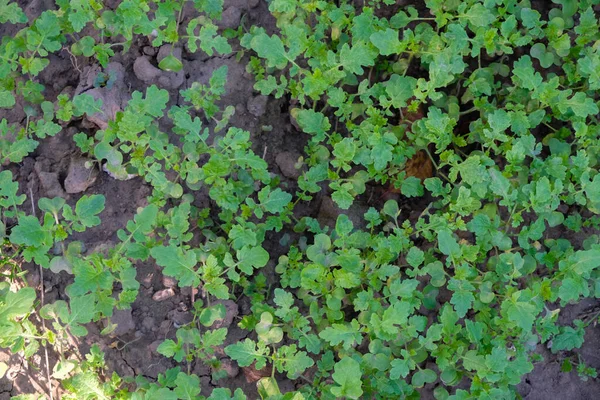 Γρήγορη Καλλιέργεια Πράσινης Κοπριάς Φυτά Μουστάρδας Για Υγιές Έδαφος — Φωτογραφία Αρχείου