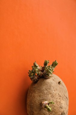 Turuncu arka planda patates fideleri. Dikey görüntü. Boşluğu kopyala.