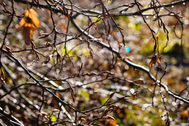 Bahar güneşli arka planda ıslak ağaç dalları. Bokeh ile soyut bulanık doğa arkaplanı.