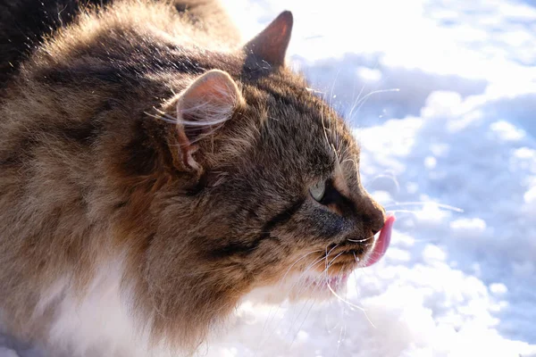 晴れた冬の日には 健康的な古いふわふわの猫が見事な雪の背景に唇をなめる 冬の猫の適切な栄養 スペースのコピー — ストック写真