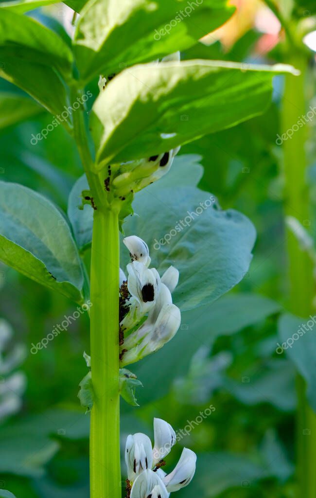 El florecimiento de Broad beans. fido de frijol negro en el tallo