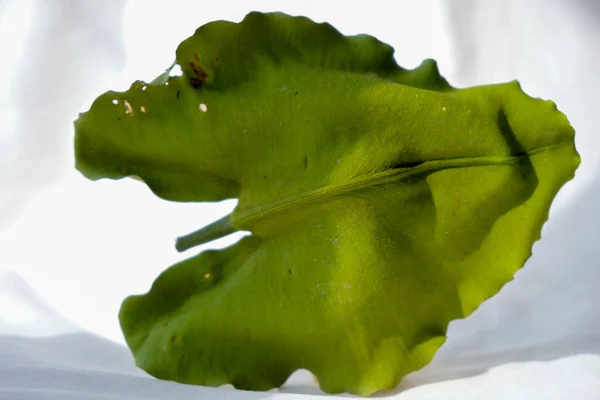 Dry Lotus Leaf Selective Focus — Stockfoto