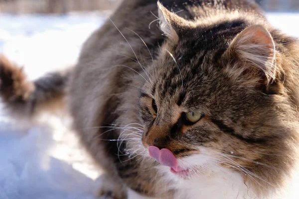 Healthy old fluffy cat licking lips on a sunny winter day. Proper nutrition of cats in winter.