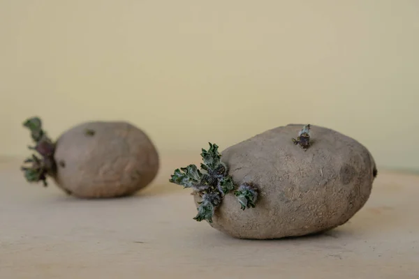 Potato Seeds Sprouted Potato Wooden Surface — Stockfoto