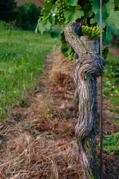 Old Strong Grapevine Young Grapes Bodenheim Germany Vertical Image — Photo