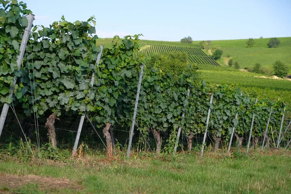 Old Vineyards Bodenheim Rheinland Pfalz Germany Summer Morning Wine Region — Zdjęcie stockowe