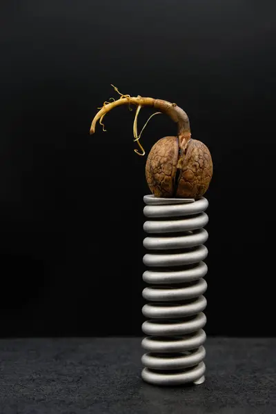 Sprouted Walnut Metal Spring Black Background Vertical Image — стоковое фото