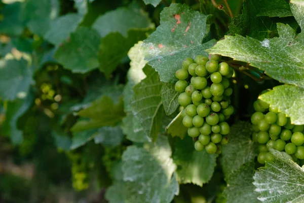 Vineyard Young Grapes Protection Vineyards Spraying White Spots Leaf — Zdjęcie stockowe