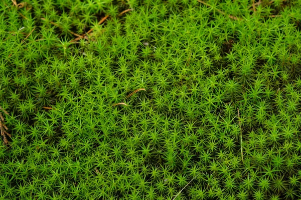 Přírodní Zelený Mech Pozadí Polytrichum — Stock fotografie