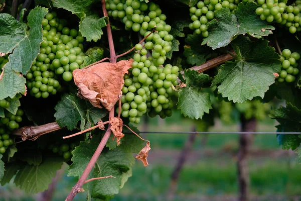 Młode Zielone Winogrona Pochodzenie Winnic Niemcy — Zdjęcie stockowe