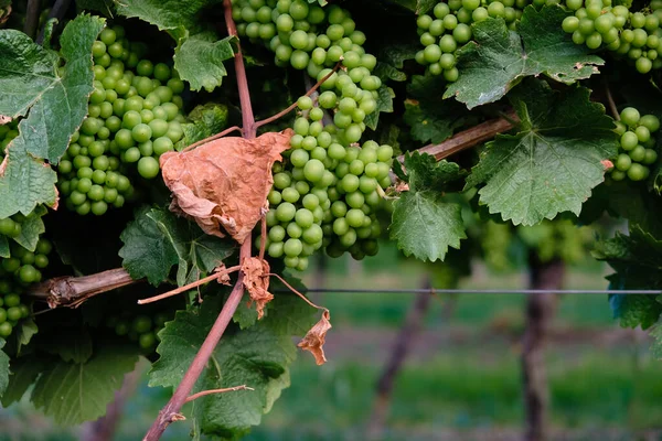 Young Green Grapes Vineyard Background Germany — Stock Photo, Image