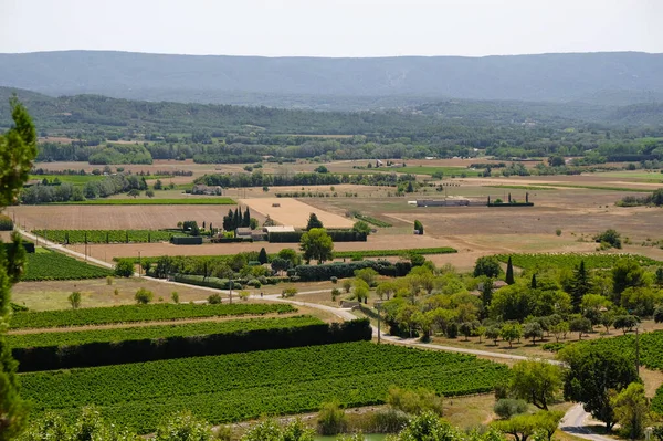 Vineyards Fields Joucas Provence France Sunny Summer Day Wine Tourism — Stock Photo, Image