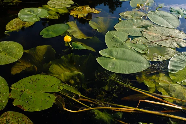 Daun Bunga Bakung Air Kuning Danau Hari Lahan Basah Dunia — Stok Foto