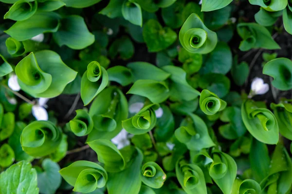 Mörkgröna Blad Liljekonvalj Fibonacci Spiral Naturen Högst Upp Selektiv Inriktning — Stockfoto