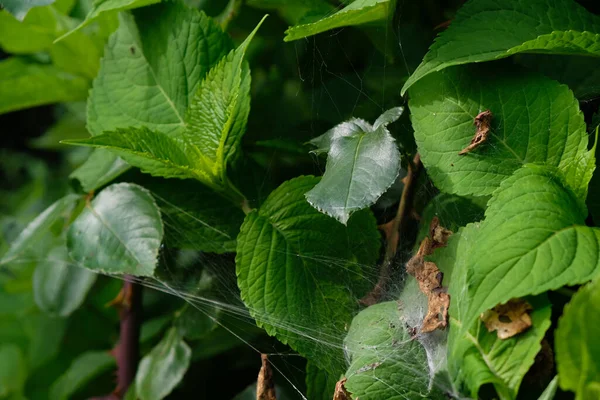 Ιστός Αράχνης Στα Φύλλα Ορτανσίας Στον Κήπο — Φωτογραφία Αρχείου