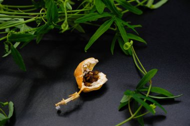 Kurutulmuş tutku çiçekleri, tohumlu meyve ve bitki sapları. Passiflora 'nın evde yetiştirilmesi.