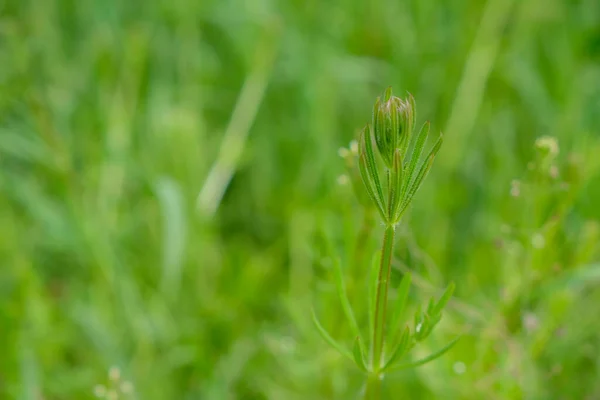 Zielone Tło Łąki Zamazany Naturalny Efekt Przestrzeń Kopiowania — Zdjęcie stockowe