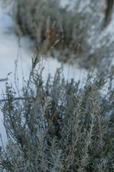 Lavanda Invernada Sob Neve Cuidar Flores Jardim Inverno Imagem Vertical — Fotografia de Stock