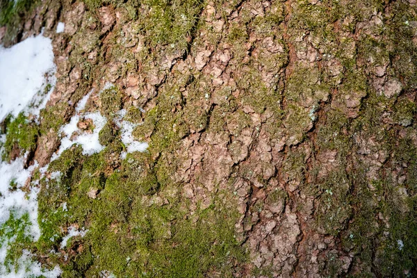 Moss Old Forest Cherry Trunk Sunny Winter Day Wintering Trees — Stock Photo, Image
