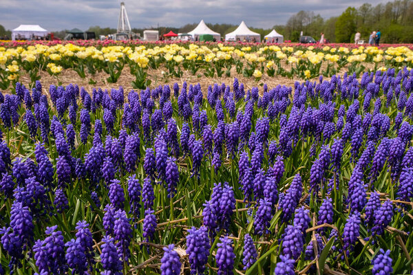 Purple Muscari in the field. Sunny spring day. Flowers holiday. Volyn region, Ukraine.