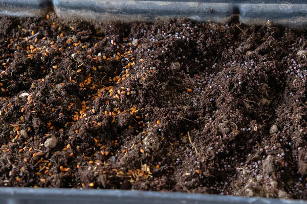 Почва Посеянными Семенами Выращивание Микрозелени Подоконнике Зимой Ранней Весной Реальная — стоковое фото