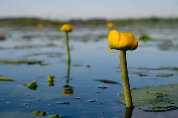 Bunga Bakung Air Kuning Danau Lyubyaz Taman Alam Nasional Pripyat — Stok Foto