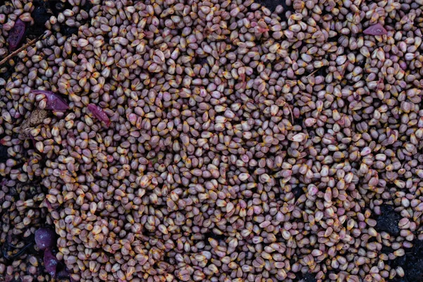 Grape seeds background. Waste product within winemaking process. Dietary supplement ingredient.